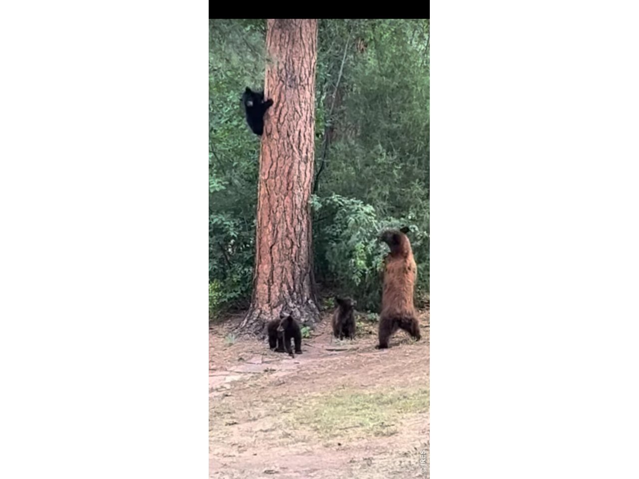 270 Choctaw Road Lyons, CO 80540 - Photo 34 of 39 A mama bear and her cubs exploring the neighborhood