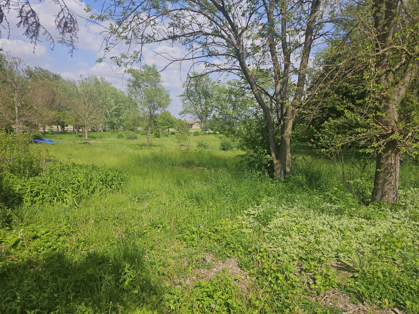 24232 Kings Road Crete, IL 60417 - Photo 7 of 11 a view of a lush green space