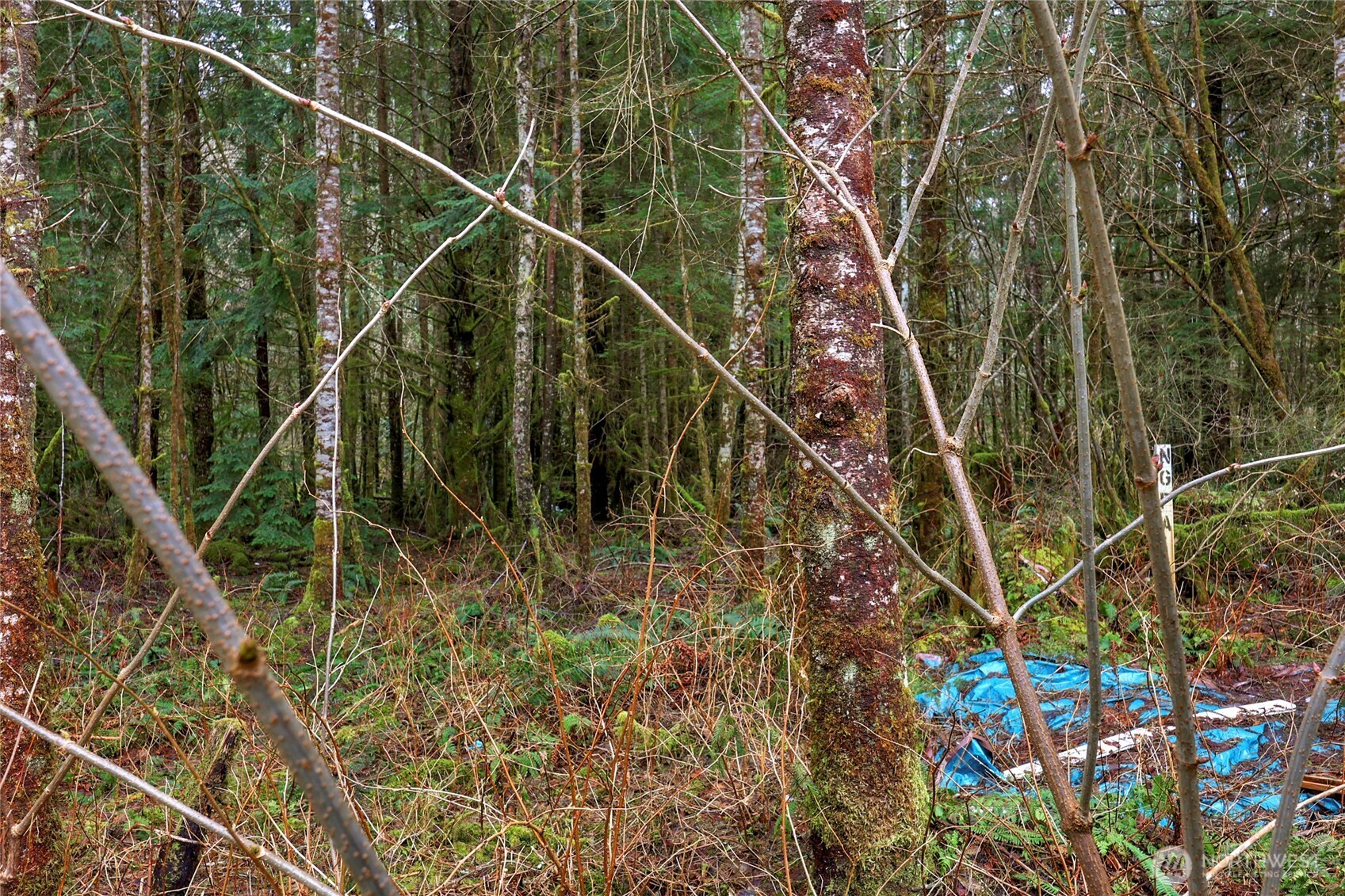 27121 Lake Riley Road Arlington, WA 98223 - Photo 19 of 27 Gallery Image 19
