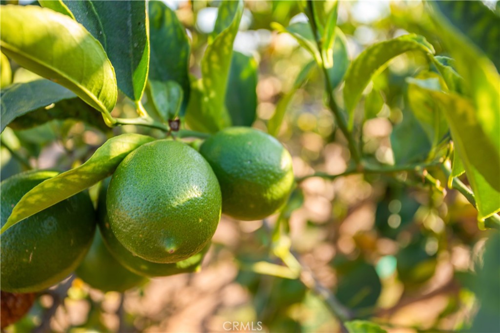 711 Tumble Creek Lane Fallbrook, CA 92028 - Photo 49 of 66