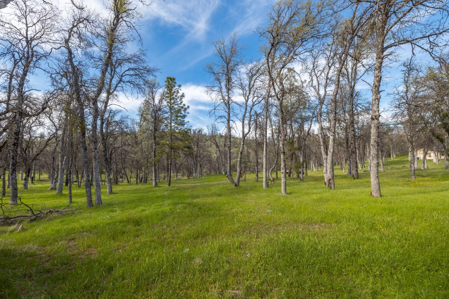 5328 East Whitlock Road Mariposa, CA 95338 - Photo 11 of 22 a grassy field with trees in the background