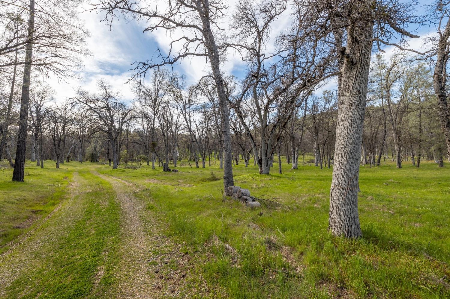 5328 East Whitlock Road Mariposa, CA 95338 - Photo 12 of 22 a view of a park with large trees