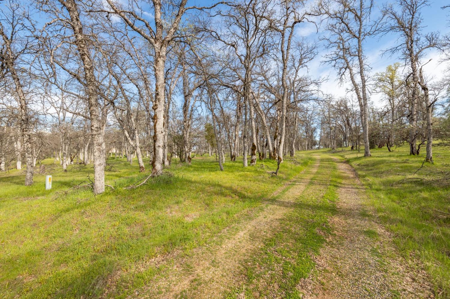 5328 East Whitlock Road Mariposa, CA 95338 - Photo 13 of 22 a backyard of building with trees