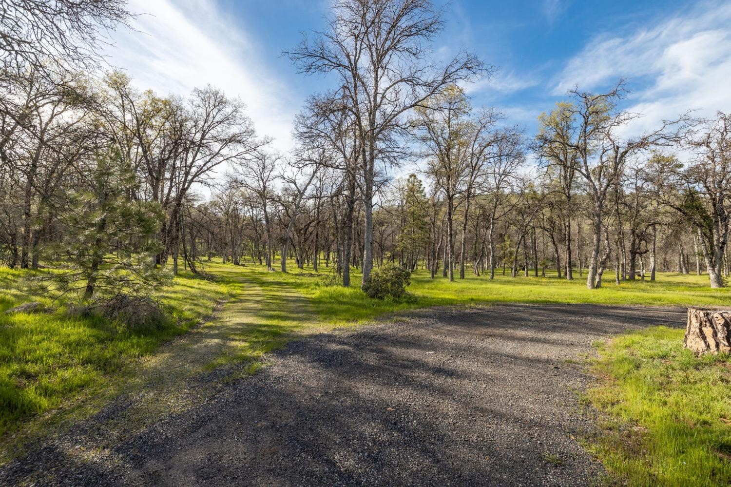 5328 East Whitlock Road Mariposa, CA 95338 - Photo 16 of 22 a view of a swimming pool with a big yard and large trees