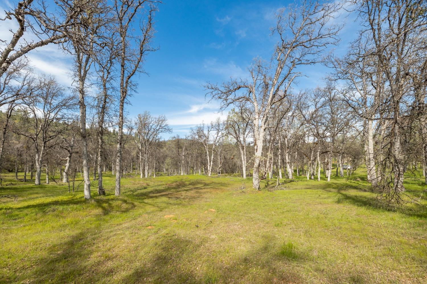 5328 East Whitlock Road Mariposa, CA 95338 - Photo 2 of 22 a view of lawn chairs and trees
