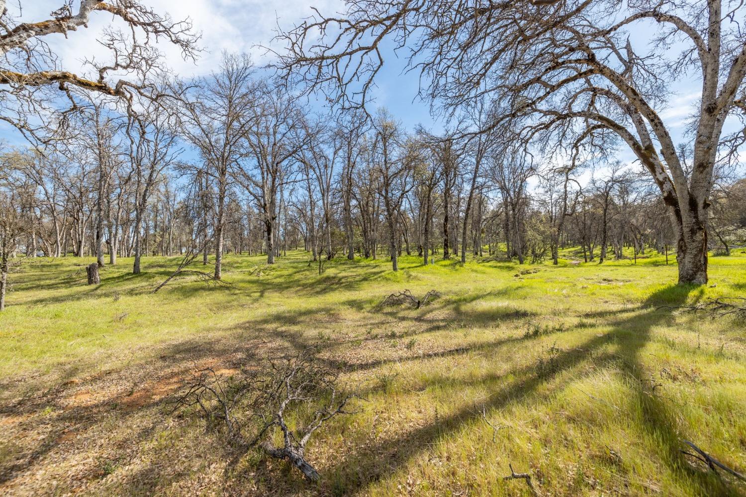 5328 East Whitlock Road Mariposa, CA 95338 - Photo 4 of 22 a view of swimming pool with outdoor seating and trees