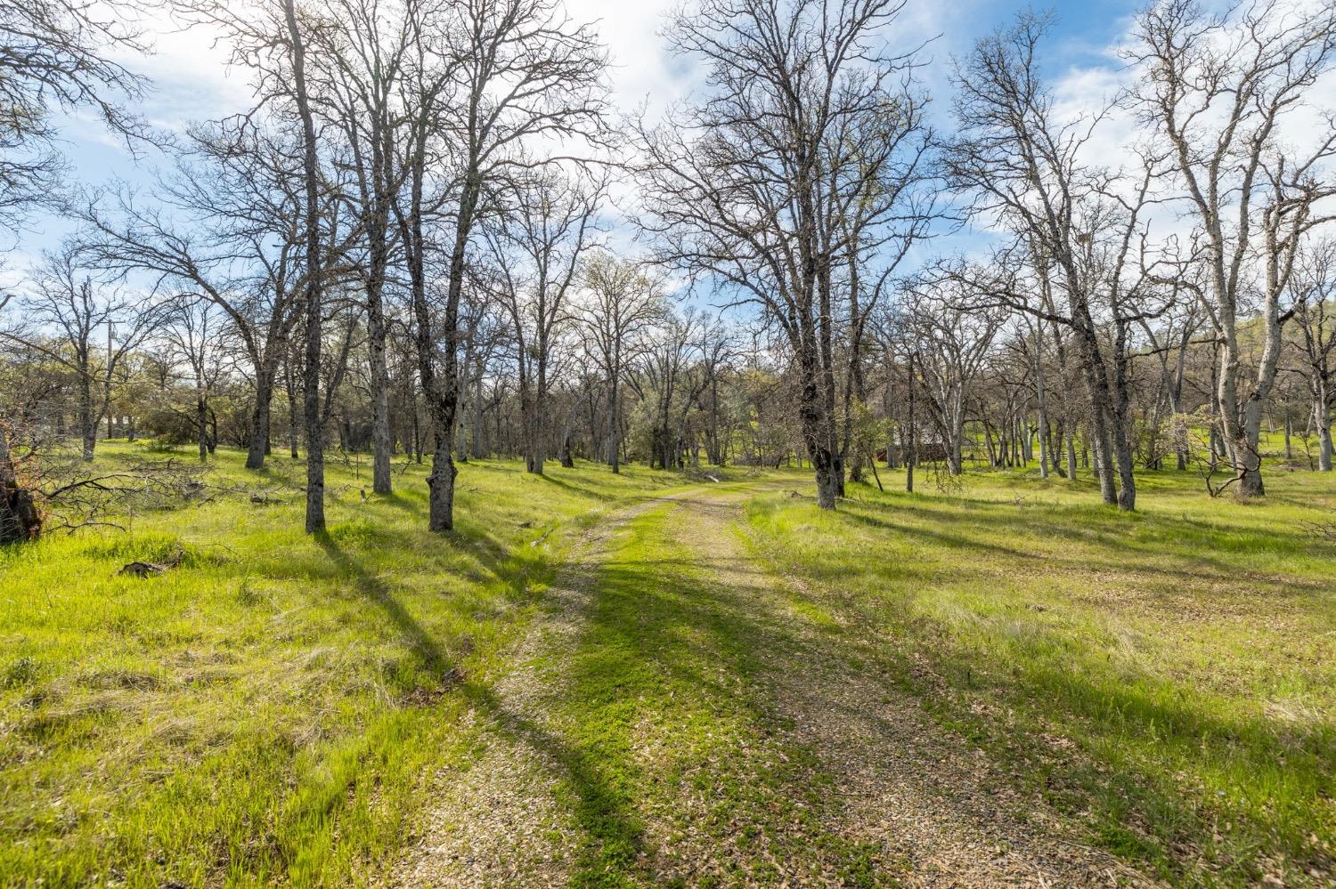 5328 East Whitlock Road Mariposa, CA 95338 - Photo 9 of 22 a view of yard with trees