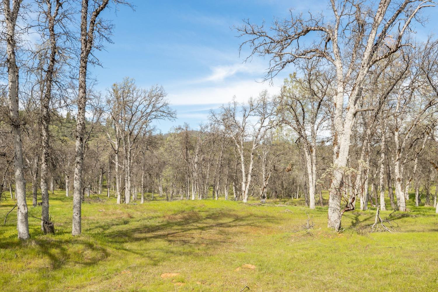 5328 East Whitlock Road Mariposa, CA 95338 - Photo 10 of 22 a view of yard with swimming pool