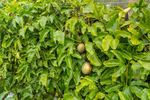 $829,900 | 2113 South Wild Canyon Drive, Grand Terrace, CA 92324