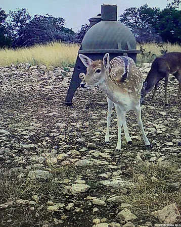 $989,000 | 482 Wingert Road, Junction, TX 76849