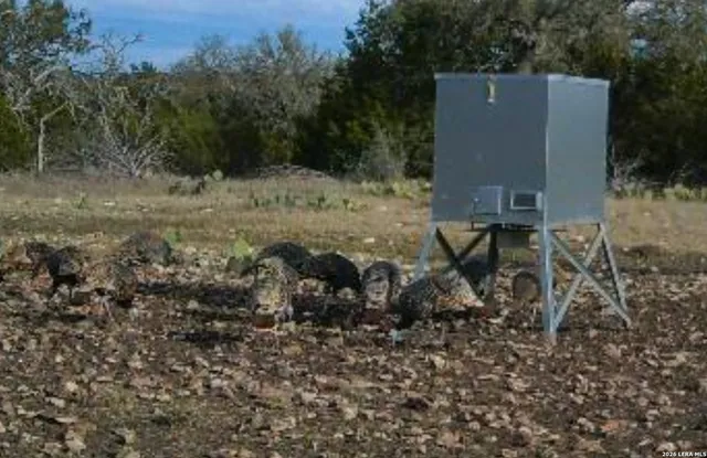 a view of a bunch of trees and houses