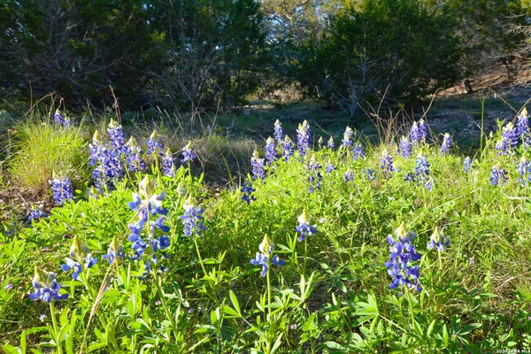 $989,000 | 482 Wingert Road, Junction, TX 76849