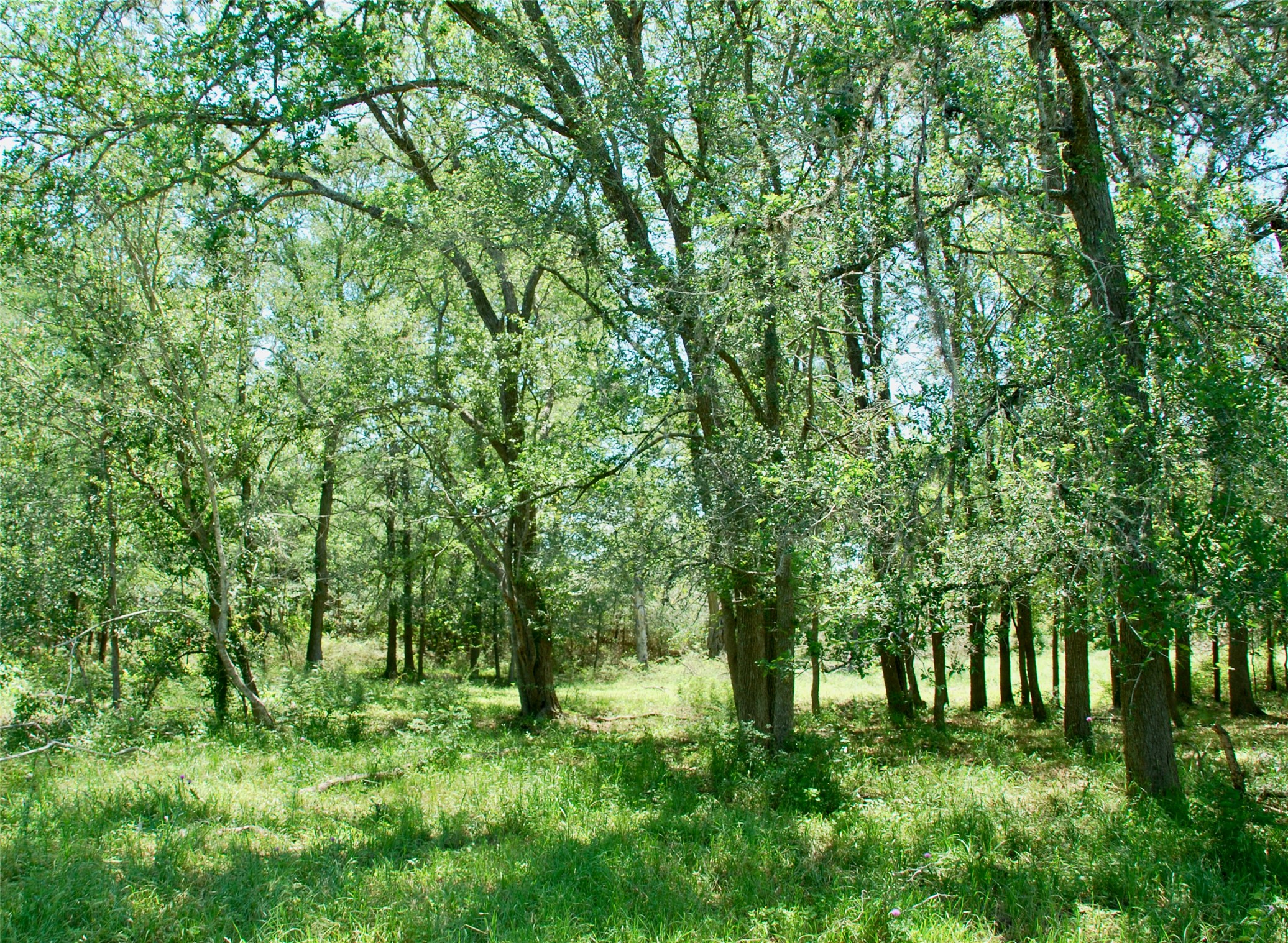 1070 Muehr Road Weimar, TX 78962 - Photo 18 of 40