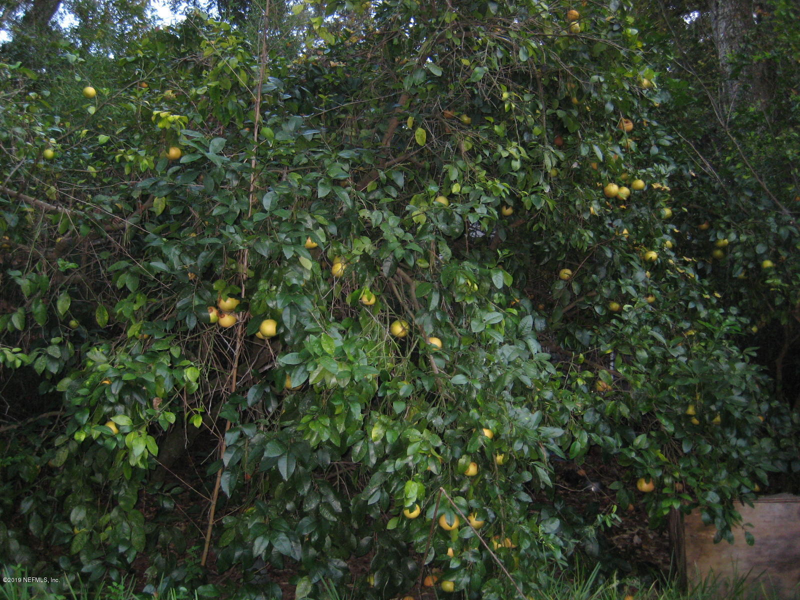 Delicious citrus