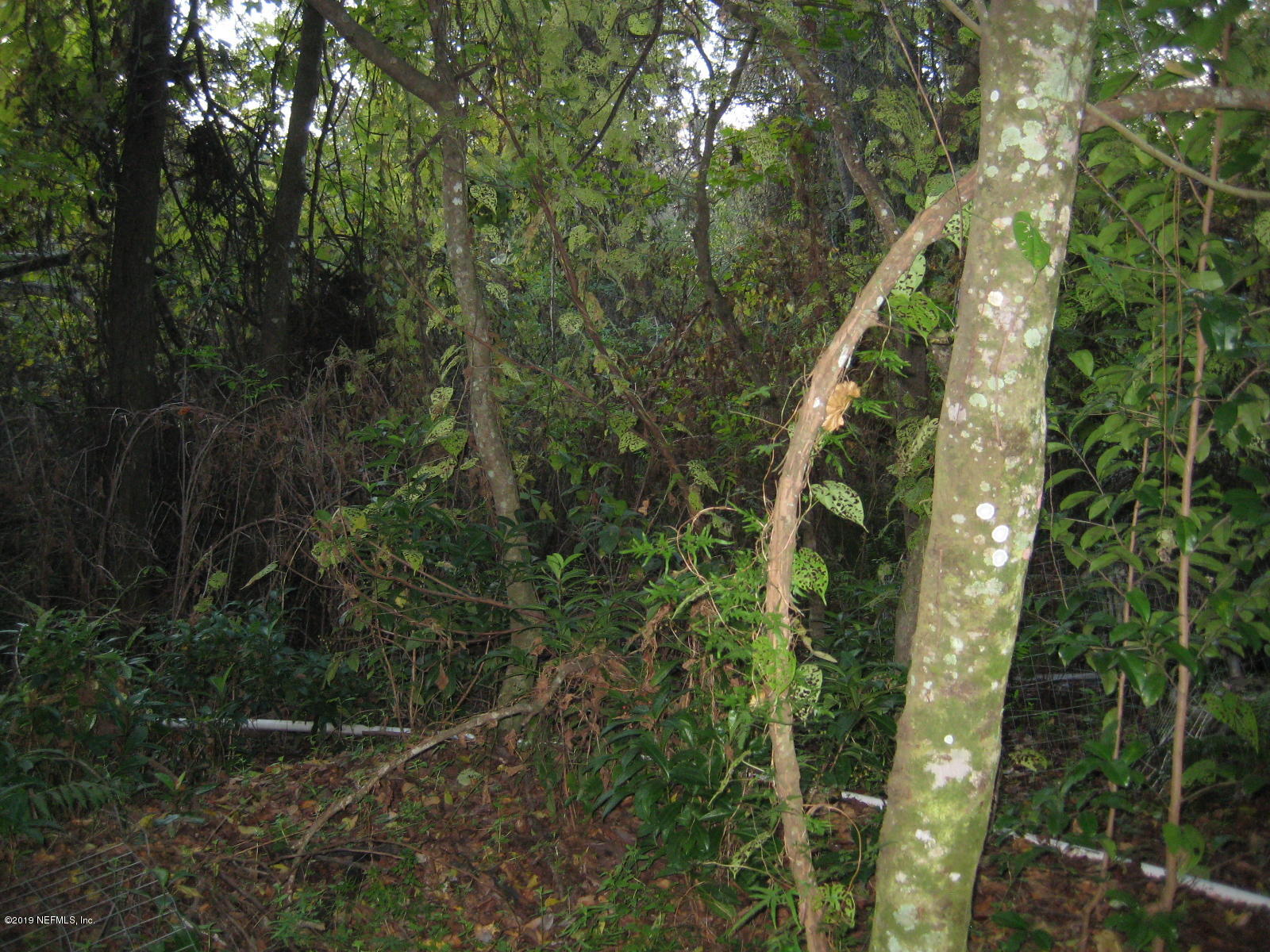 Back yard