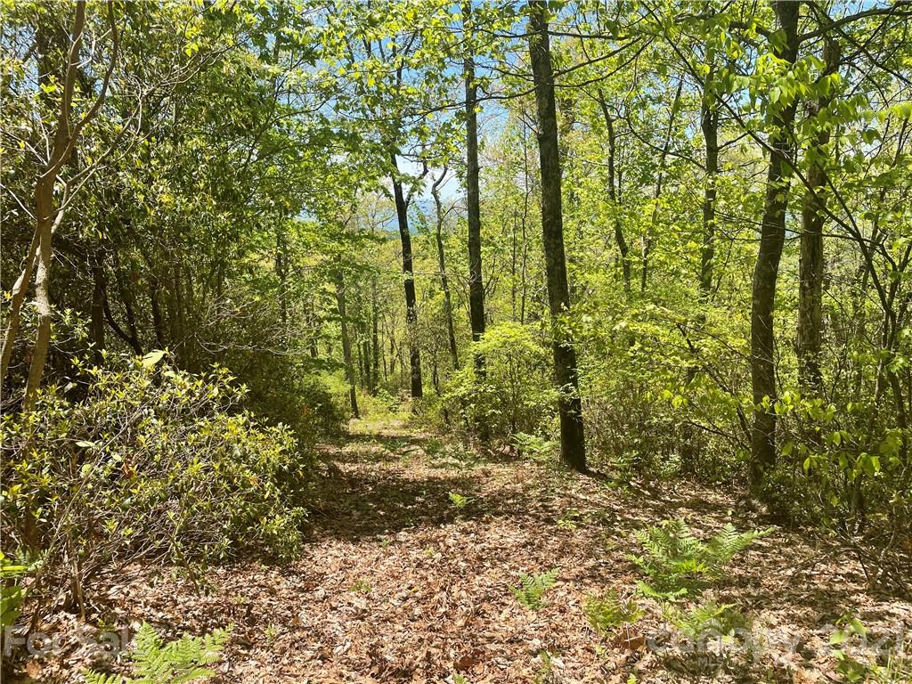 148 Preserve Road, Unit 148 Sylva, NC 28779 - Photo 5 of 11 a plant is in middle of the forest