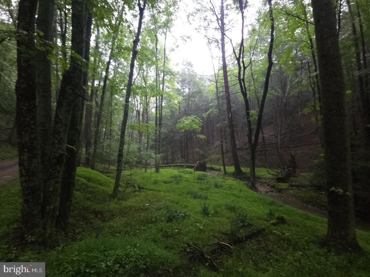 0 Spriggle Road Elliottsburg, PA 17024 - Photo 15 of 18 Lush forest path shrouded in mist.
