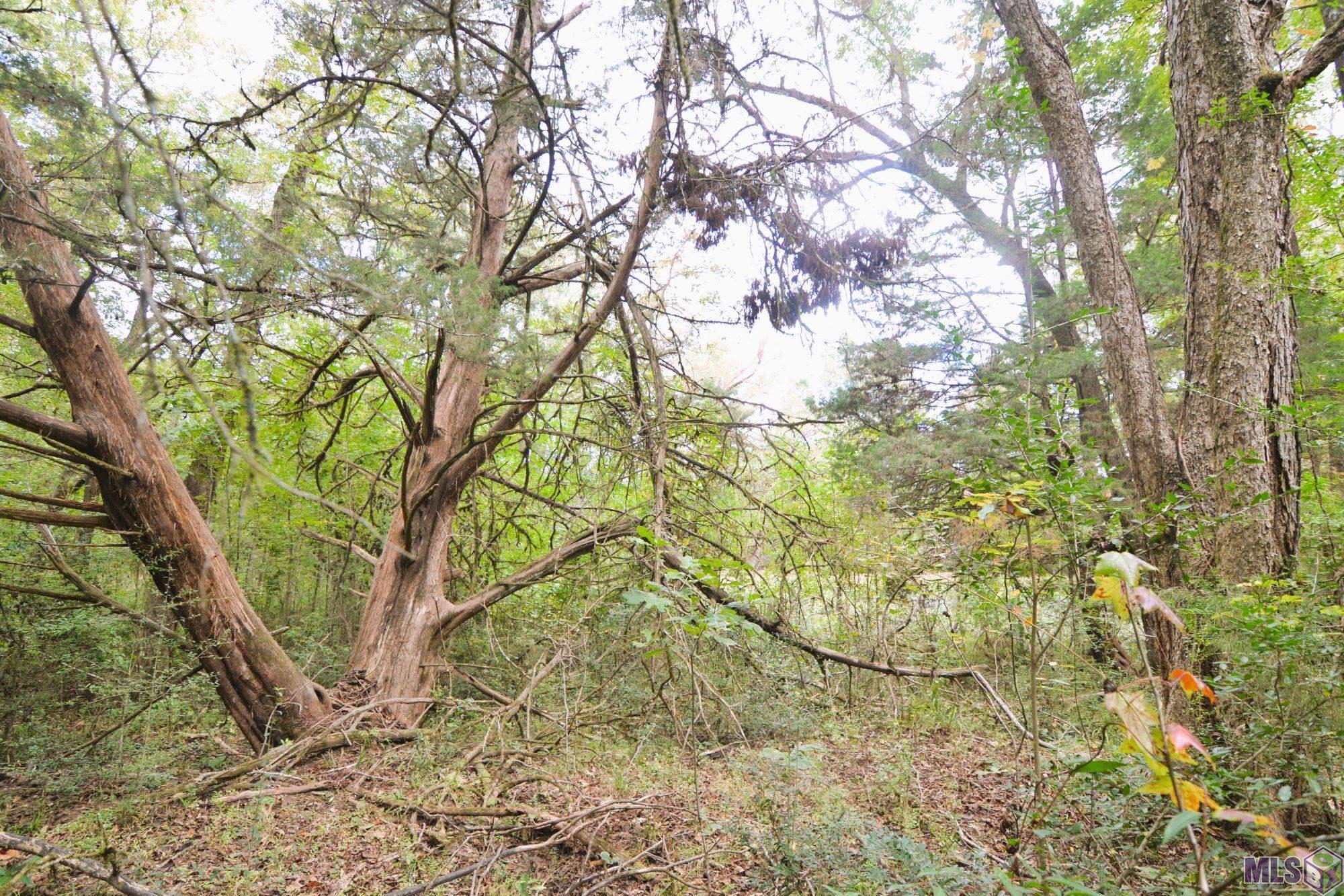 Tbd Como Road St. Francisville, LA 70775 - Photo 3 of 6