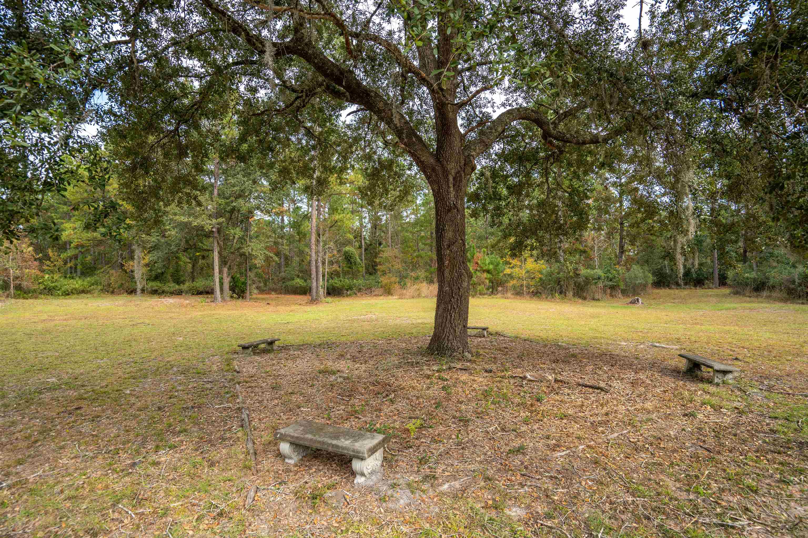 3000 Lightsey Road St. Augustine, FL 32084 - Photo 25 of 35 a view of a yard with trees