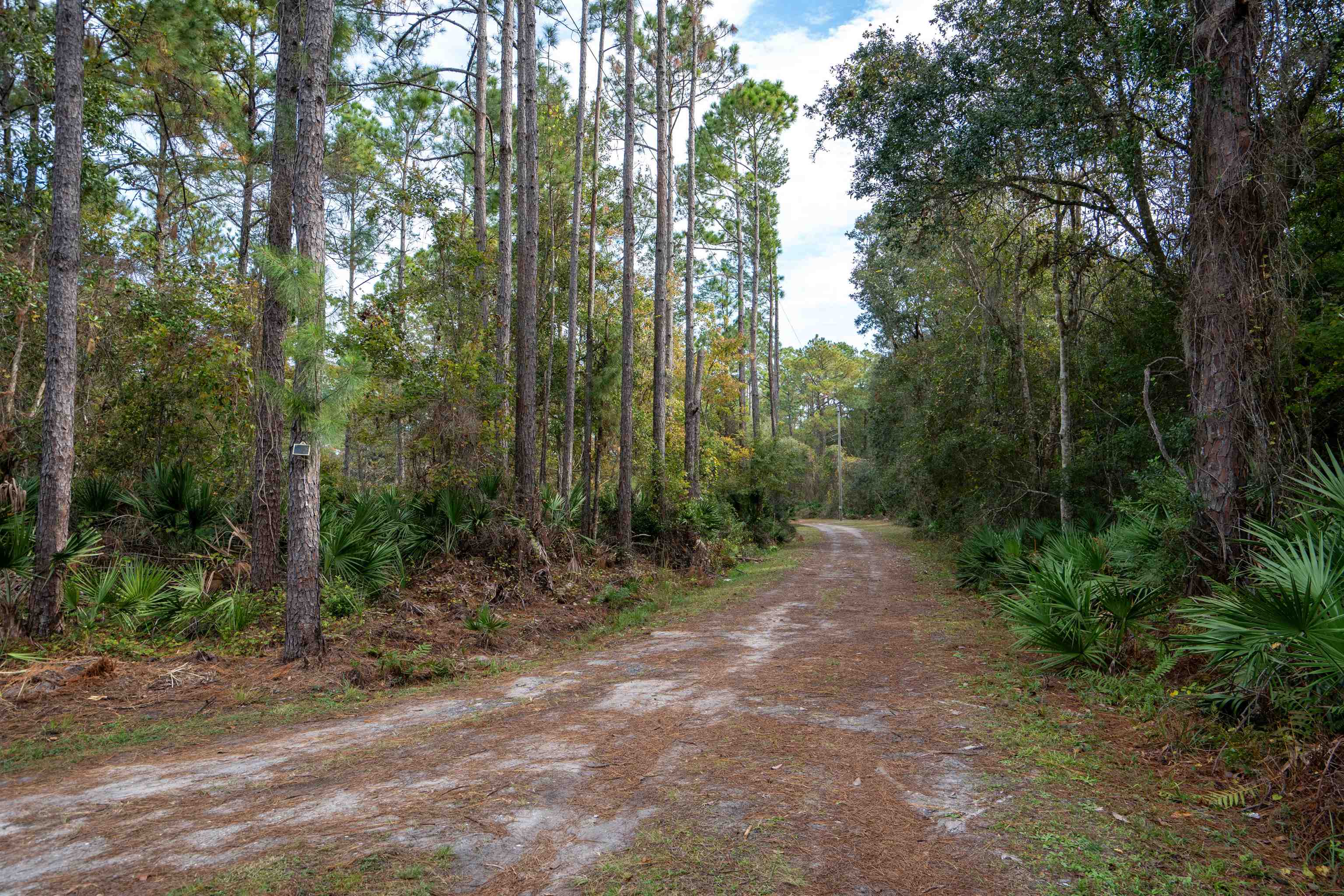 3000 Lightsey Road St. Augustine, FL 32084 - Photo 35 of 35 a view of a forest with trees