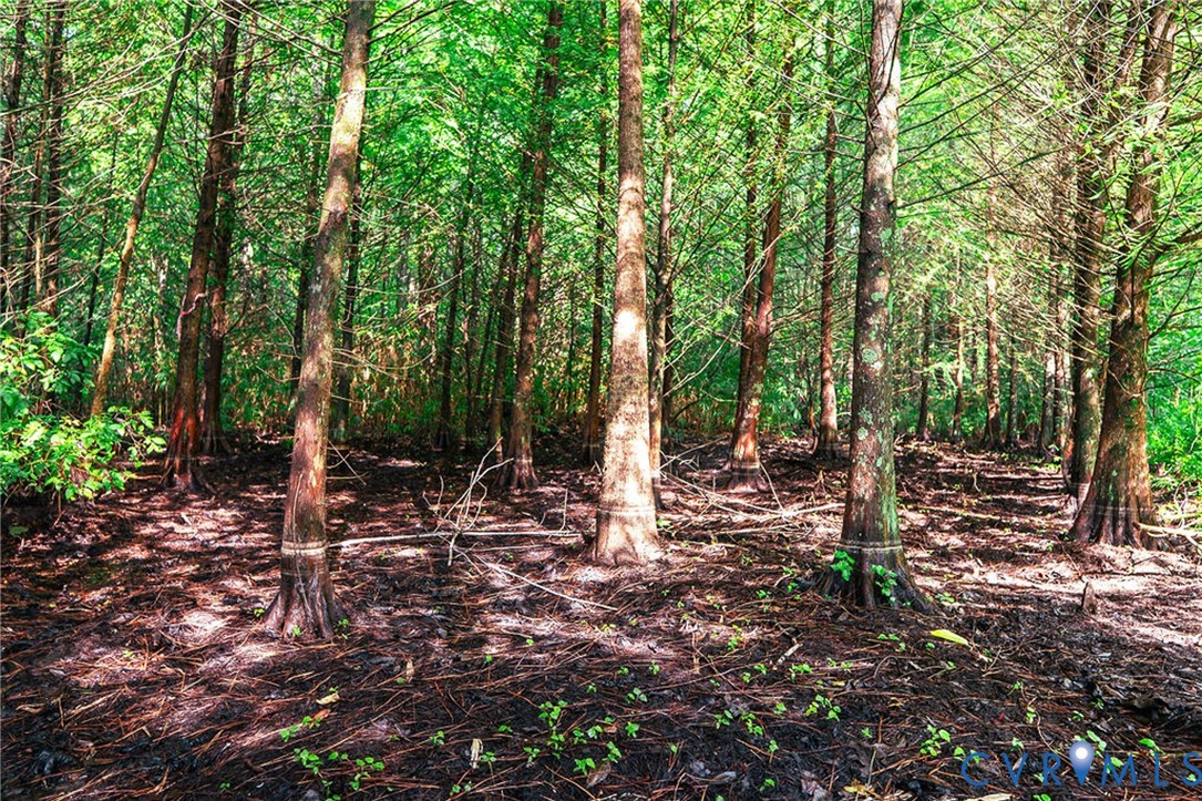 663.8-acres Peach Road Chesapeake, VA 23321 - Photo 13 of 48 Gallery Image 13