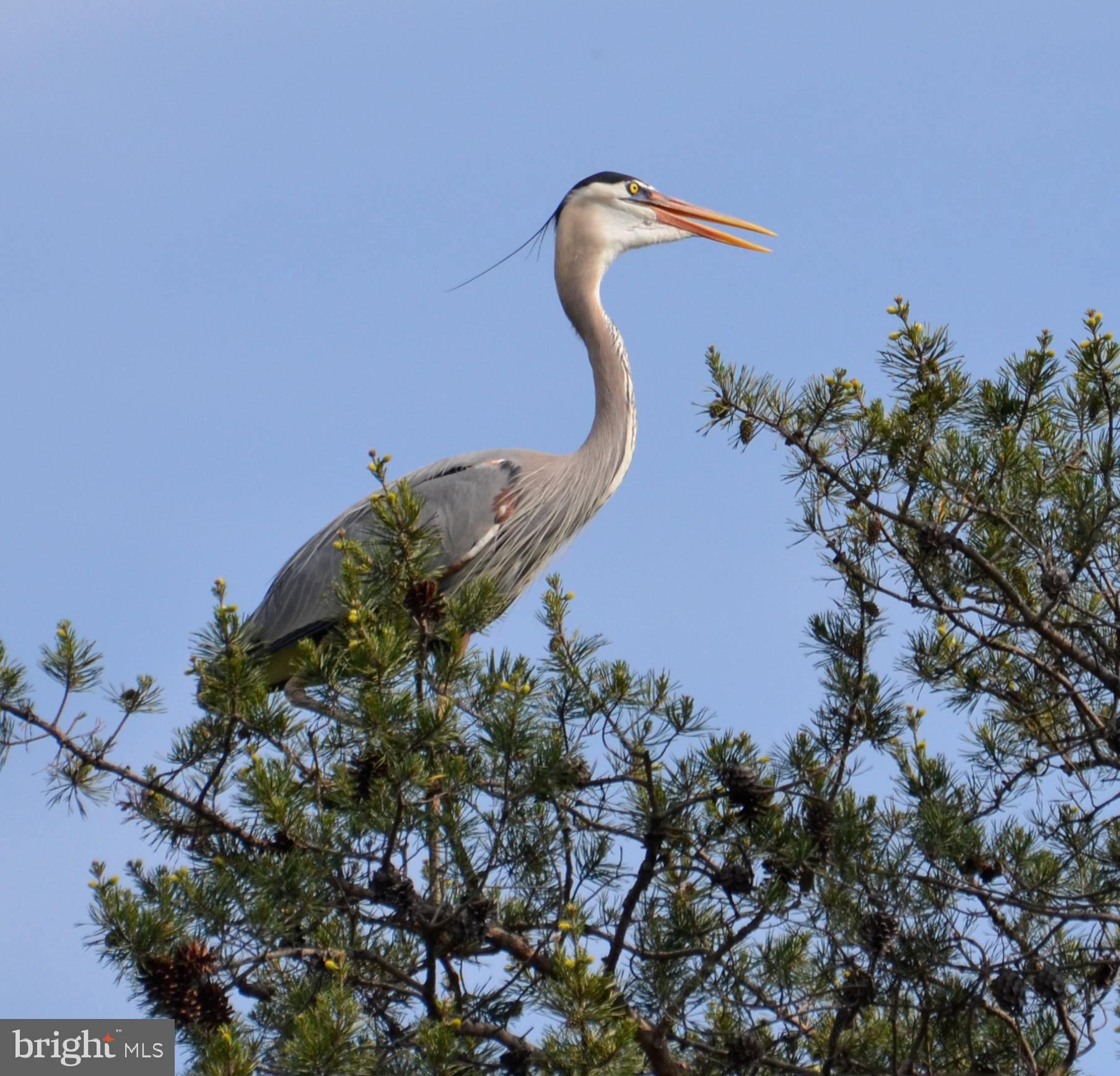 941 Marzoff Road Deale, MD 20751 - Photo 54 of 55 Your neighbor