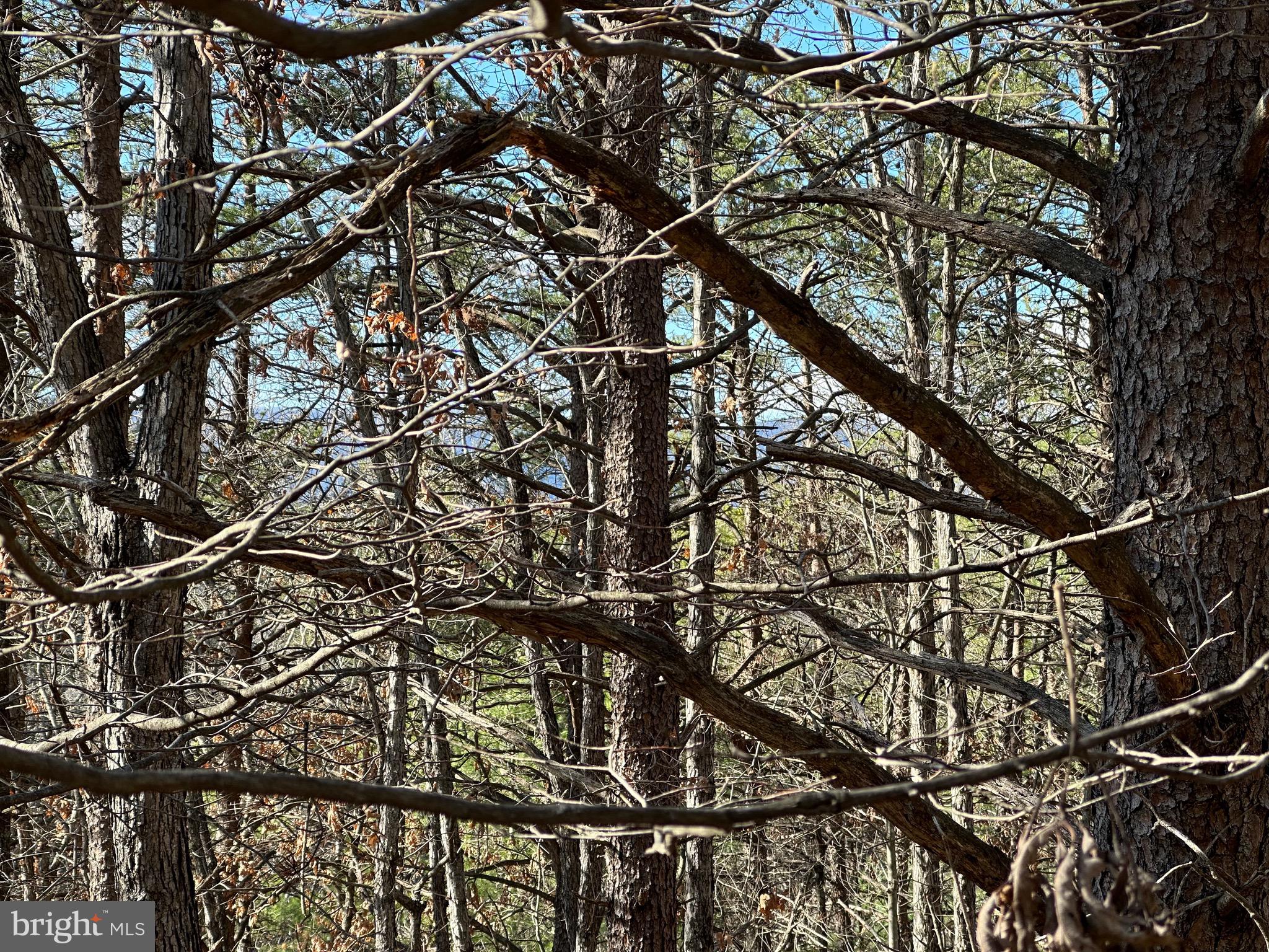 Lot 222 Beaver Rd Mount Mount Jackson, VA 22842 - Photo 4 of 6 Gallery Image 4