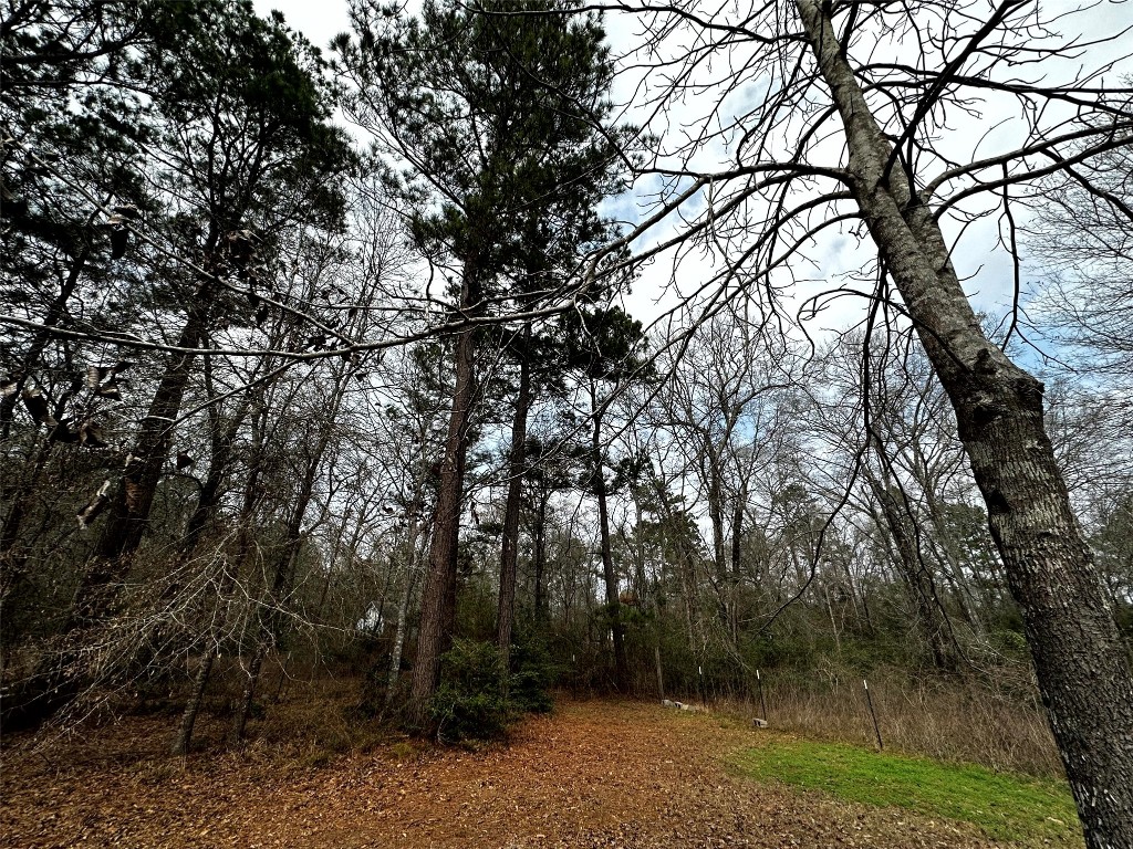 119 Cedar Frst Lane Corrigan, TX 75939 - Photo 27 of 32 Towering trees offer tranquility
