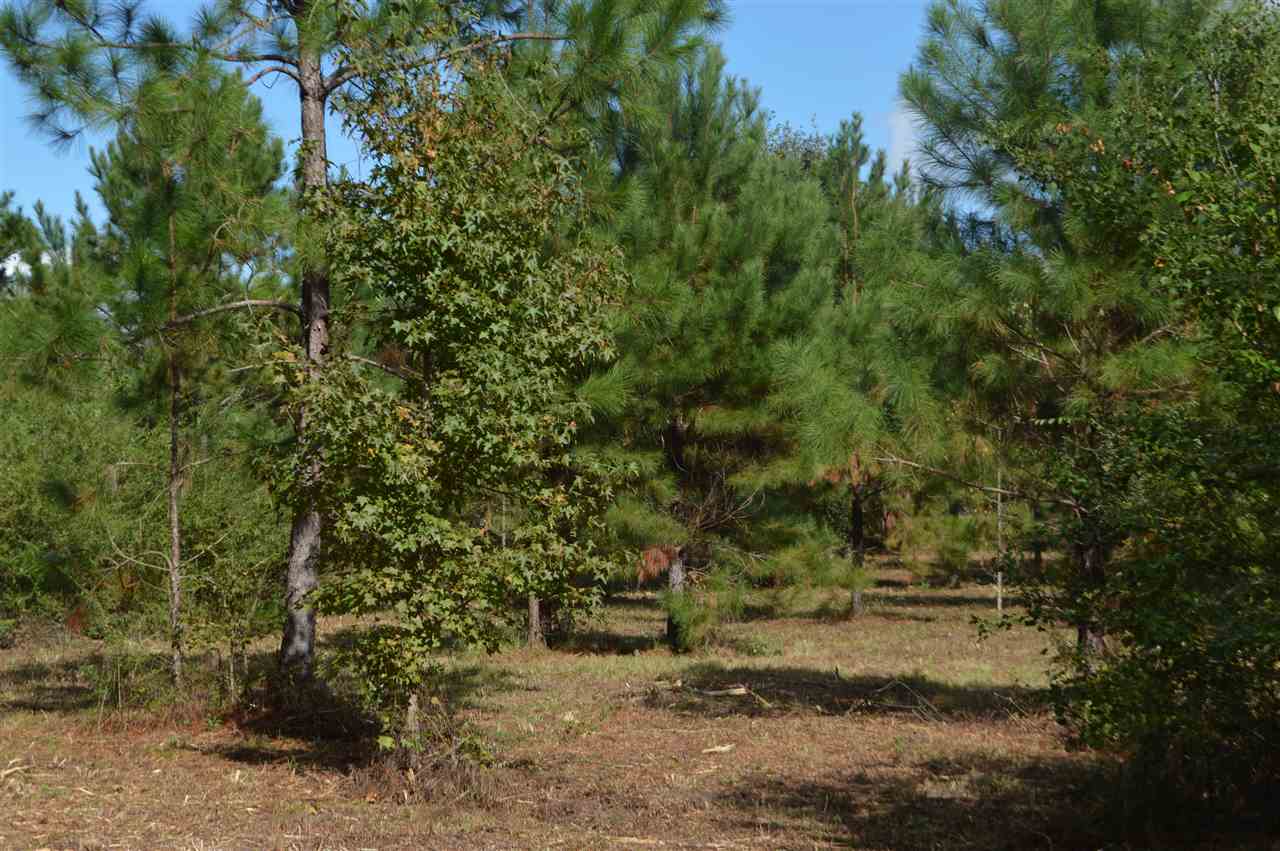 Holstein Lane Cairo, GA 39828 - Photo 4 of 8 Gallery Image 4
