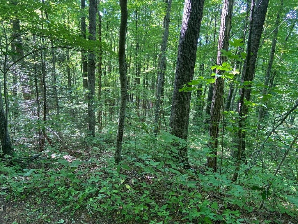 582 Suttons Road Cosby, TN 37722 - Photo 5 of 13