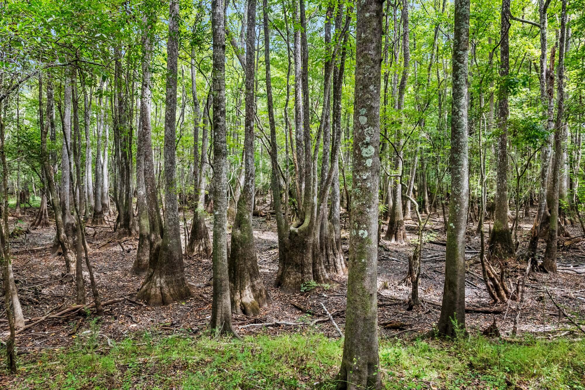 7884 Peirce Road Ridgeville, SC 29472 - Photo 71 of 84 HFL_EDISTO RIVER 80+ ACRES-67