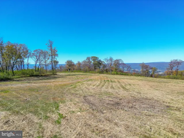 a view of a garden with a tree