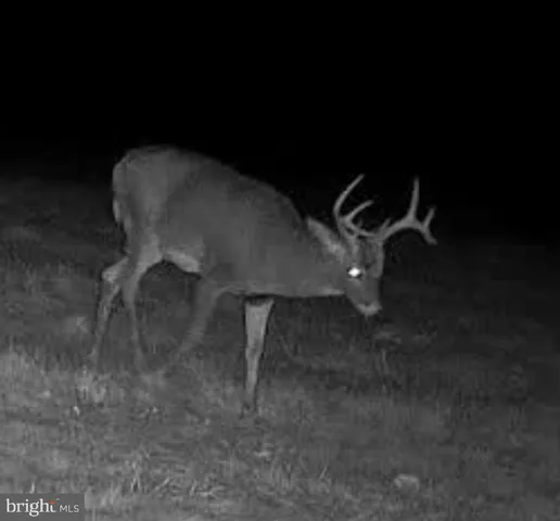 a view of a garden with a tree