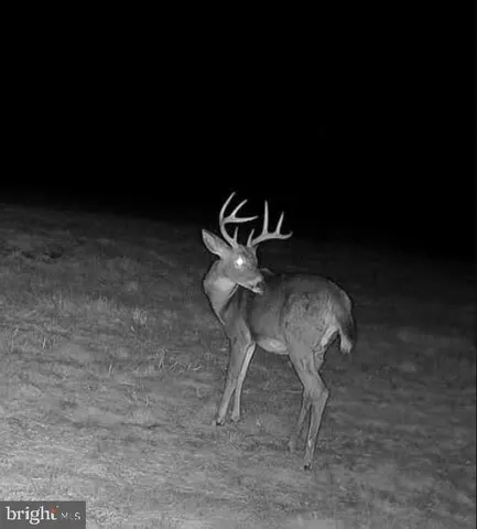 a view of a field with large trees