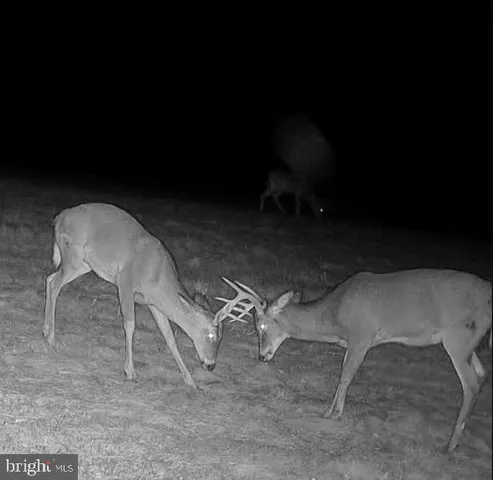a view of a yard with a trees