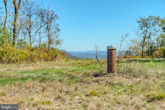 a view of a backyard with plants and trees