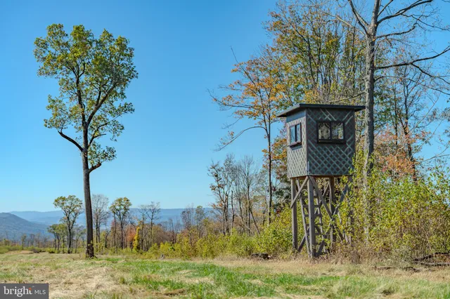 a view of a backyard with plants and outdoor seating