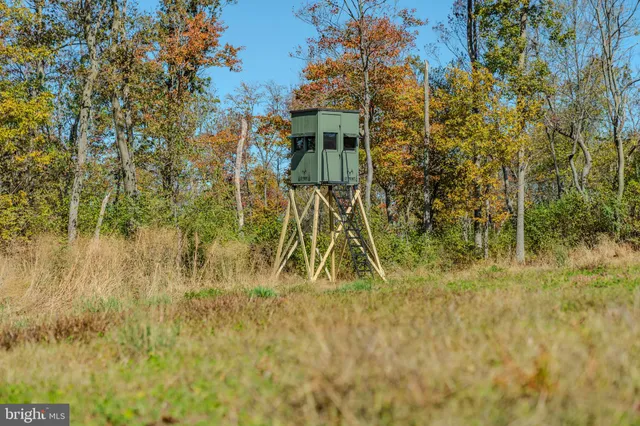 a view of bushes and trees