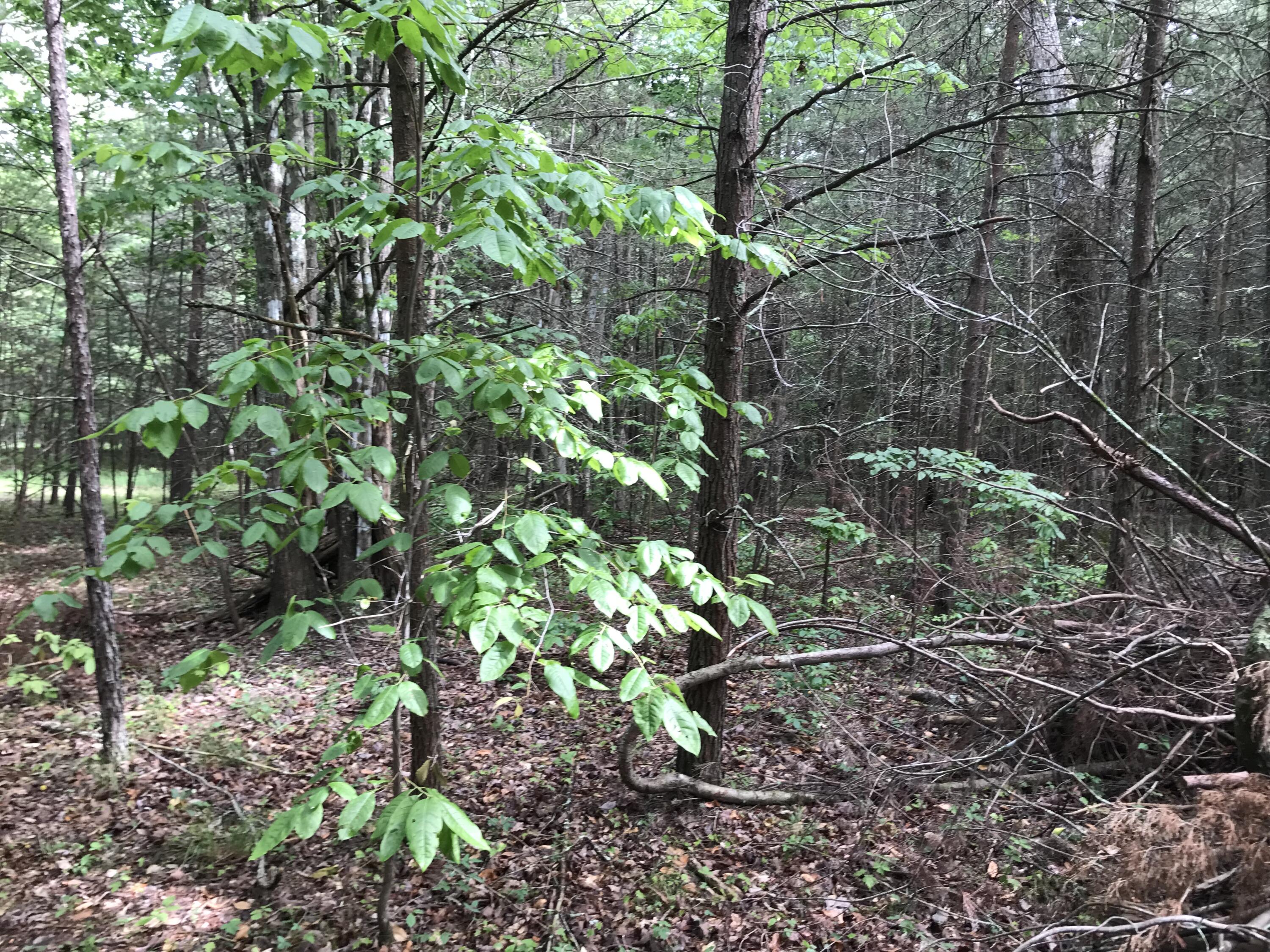 38 Quail Trail, Unit 38 Dunlap, TN 37327 - Photo 12 of 36 IMG_8538