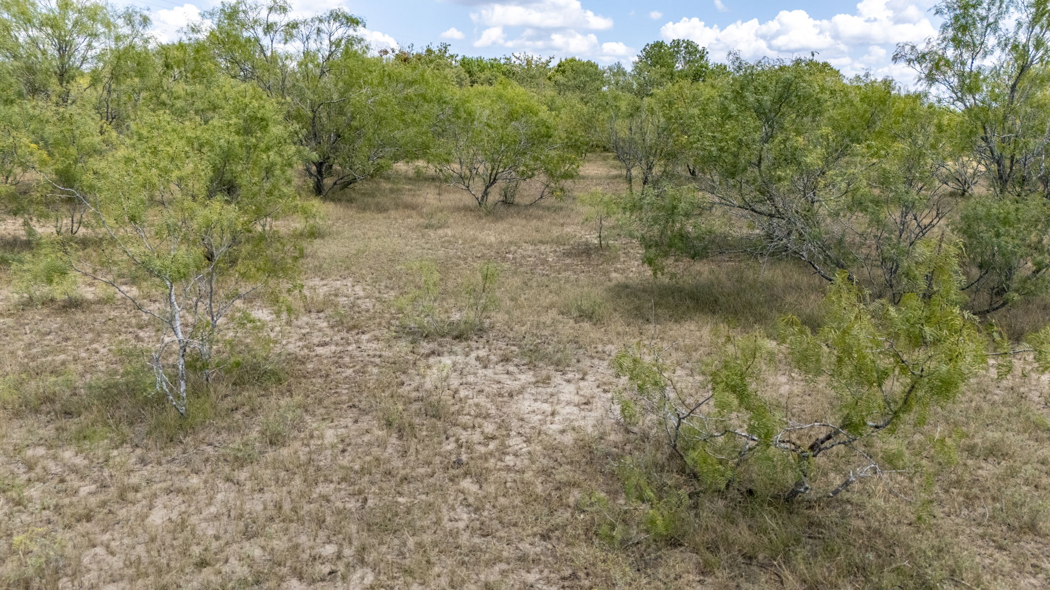 Tbd Fox Lane Lockhart, TX 78644 - Photo 29 of 35 a view of a forest with trees in the background