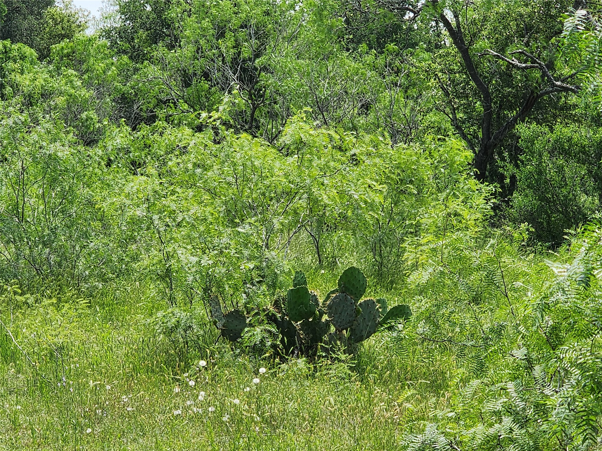 Tbd Fox Lane Lockhart, TX 78644 - Photo 35 of 35 a view of a plant in a garden