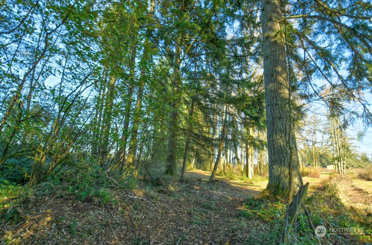 168 Racyn Lane Winlock, WA 98596 - Photo 7 of 8 a backyard of a house with plants and large trees