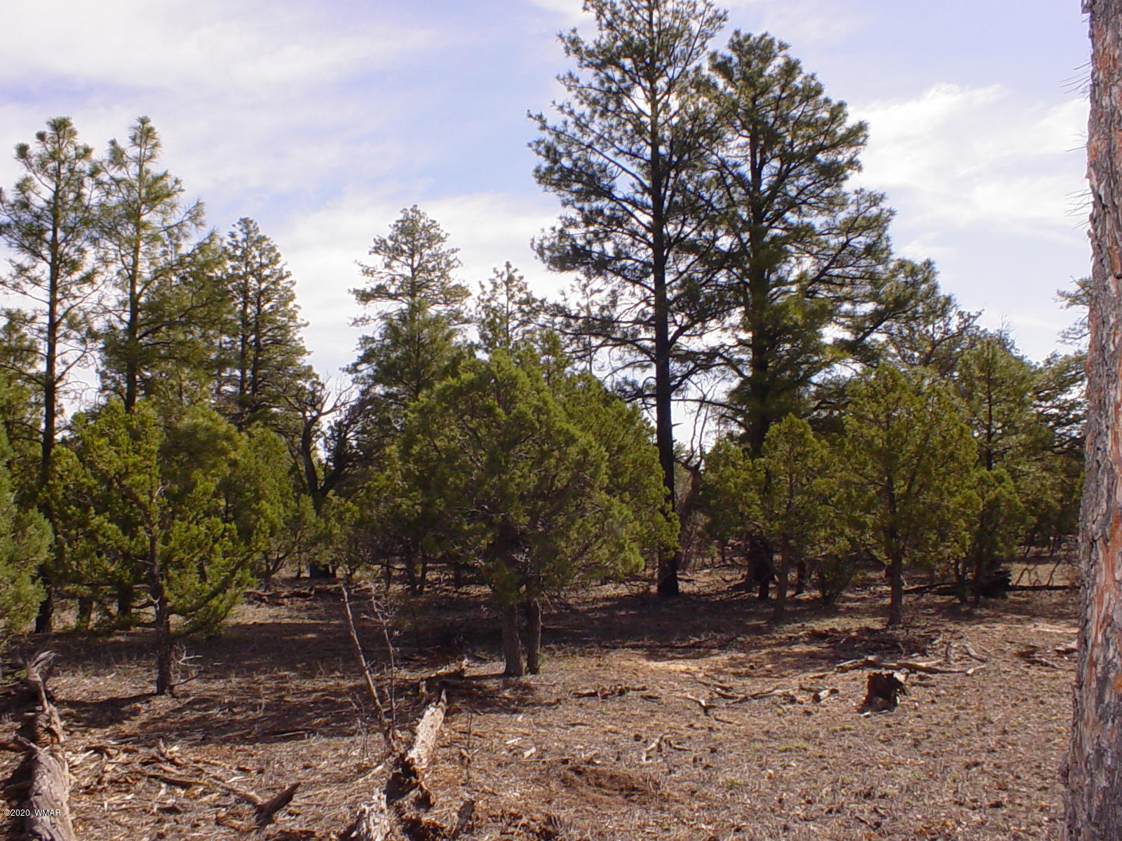 Tbd Tbd Mcmurray's Way Overgaard, AZ 85933 - Photo 8 of 8