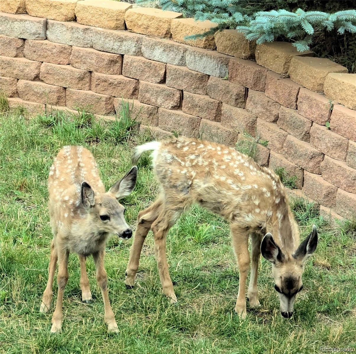 33095 Bergen Mountain Road Evergreen, CO 80439 - Photo 45 of 48