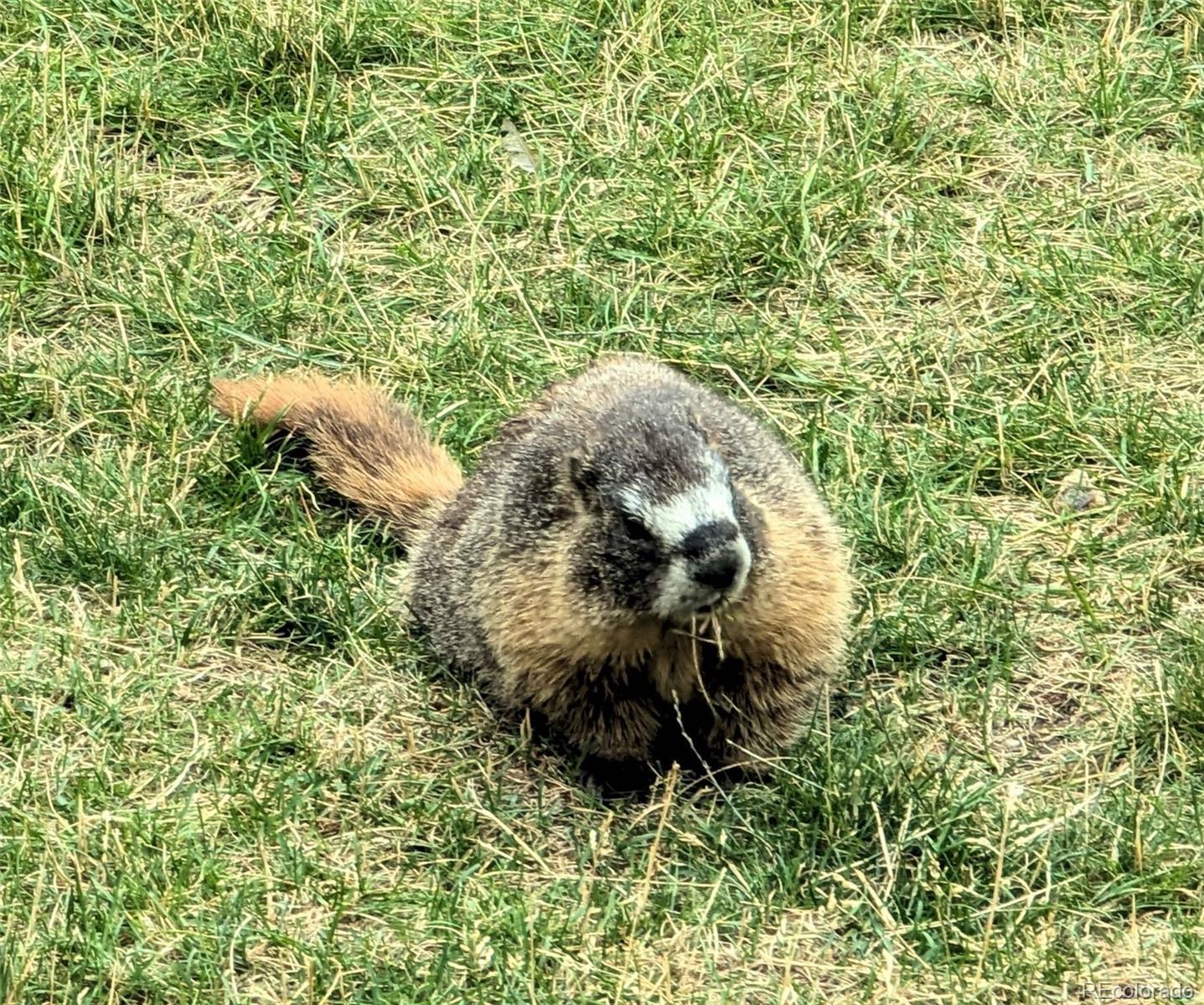 33095 Bergen Mountain Road Evergreen, CO 80439 - Photo 46 of 48