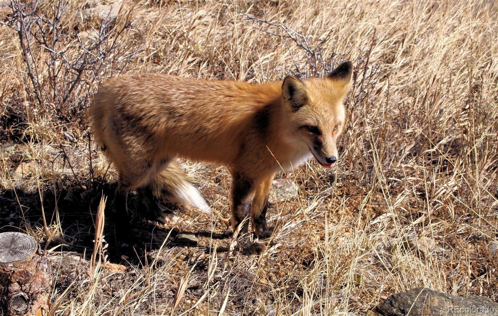 33095 Bergen Mountain Road Evergreen, CO 80439 - Photo 47 of 48