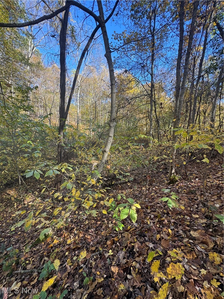 F B Eye Road Blue Rock, OH 43720 - Photo 21 of 41 View of tree filled area