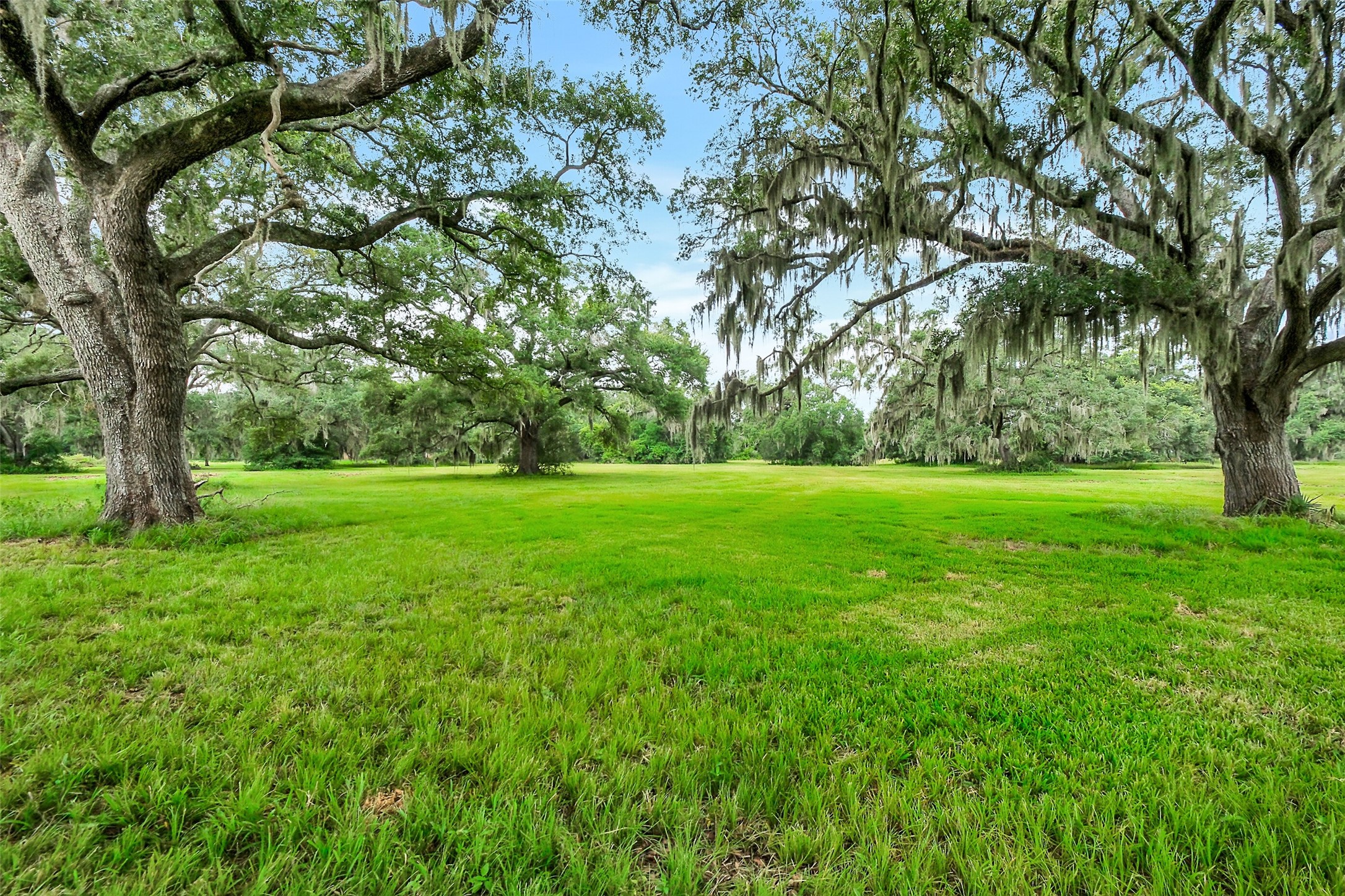 730-736 Rancho Chico Court Angleton, TX 77515 - Photo 4 of 9 NINE beautiful mature oak trees on the land