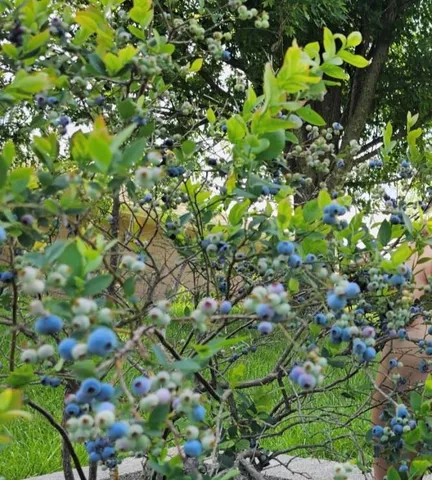 $585,000 | 22006 South State Route, Pleasant Hill, MO 64080