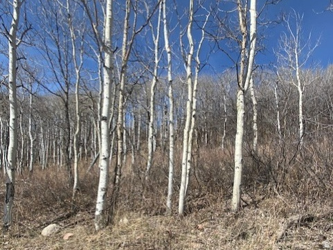 2604 South Forest Meadow Road, Unit C82 Coalville, UT 84017 - Photo 14 of 27 View of undeveloped land